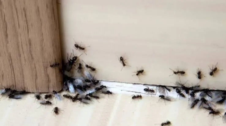 Hormigas junto a un rodapié, control en Asturias