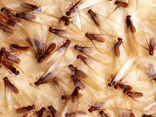 Termitas aladas, tratamiento de madera en Asturias